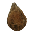 Coconut With Peak