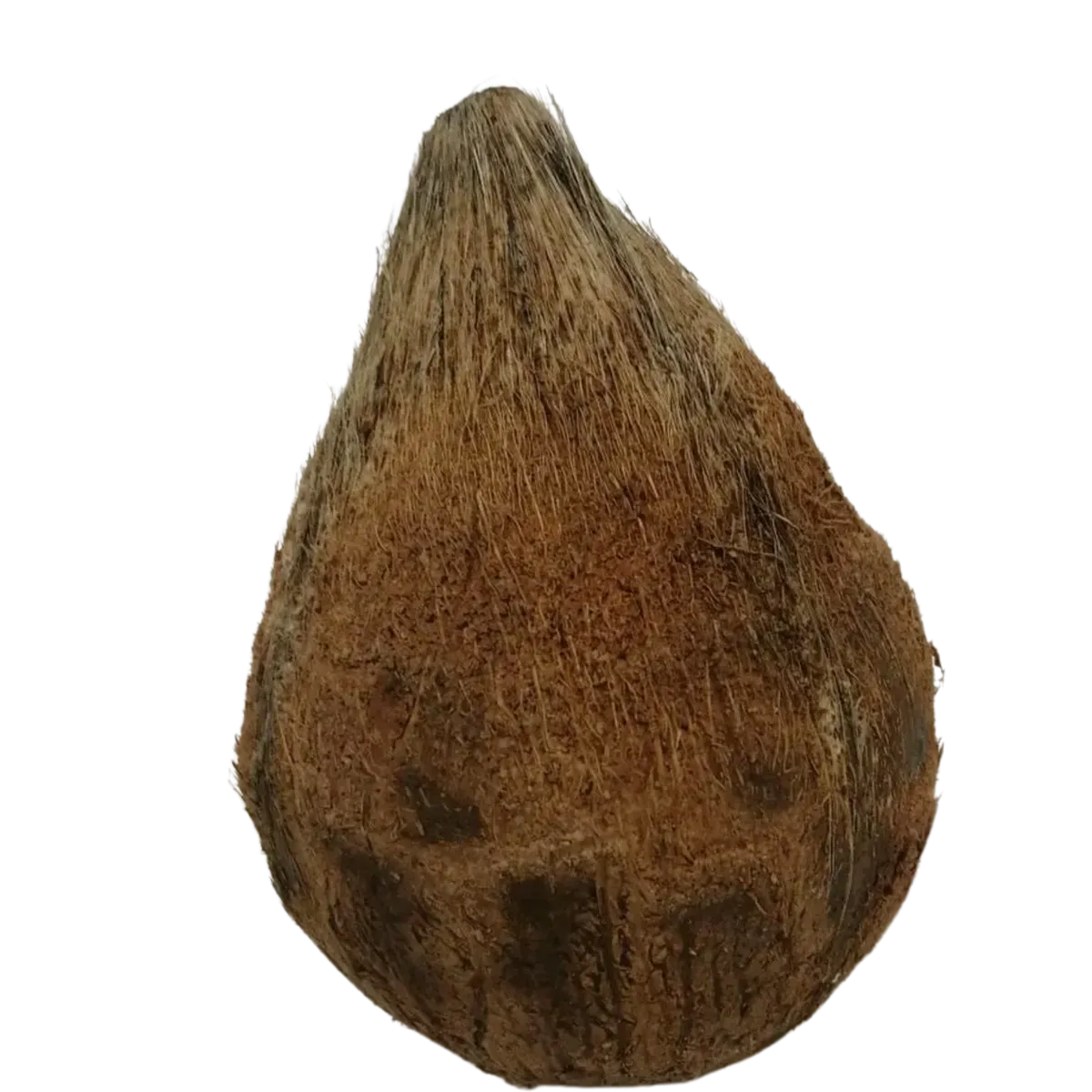 Coconut With Peak
