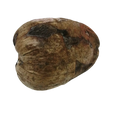 Coconut With Shell