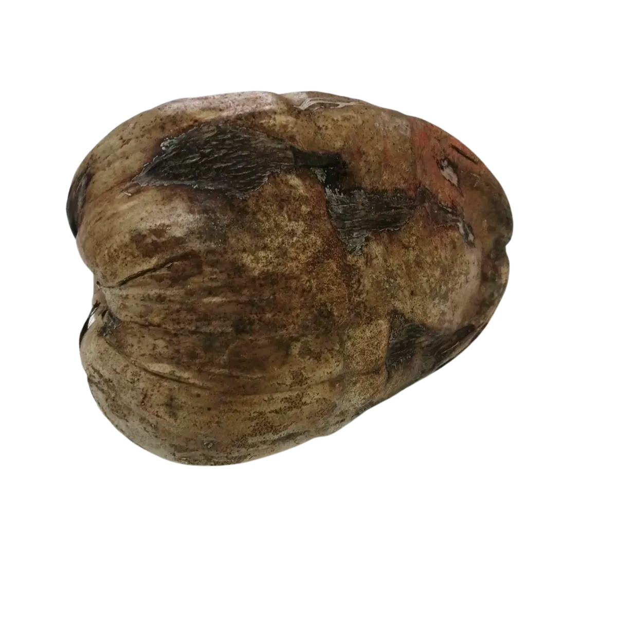 Coconut With Shell