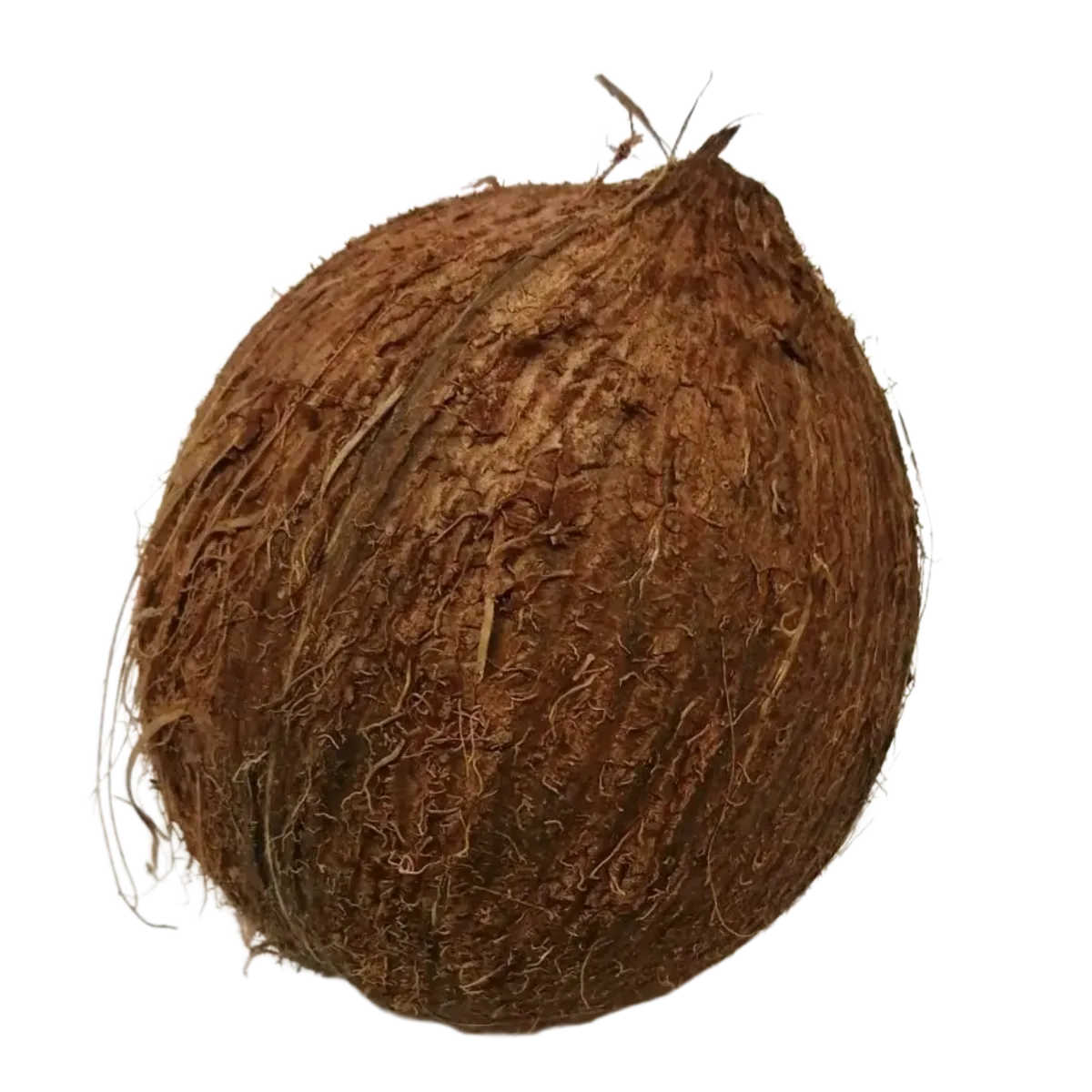 Coconut Without Shell